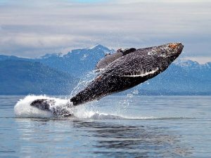 Горбатый кит фото